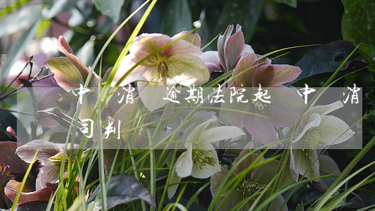 中銀消費逾期法院起訴(中銀消費金融有限公司判決書)