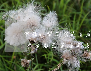 中银e贷逾期还清后还能申请吗-中银e贷有逾期己还清,再次申请额度有没可能成功