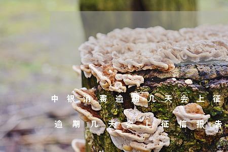 中银消费逾期几天会上征信报告-中银消费逾期几天会上征信报告啊
