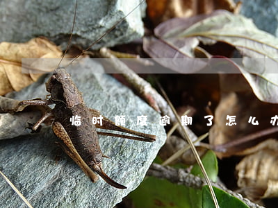 临时额度逾期了怎么办（临时额度逾期）