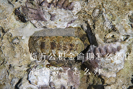 临沂公积金逾期怎么还(住房公积金逾期了不能贷款了怎么办)