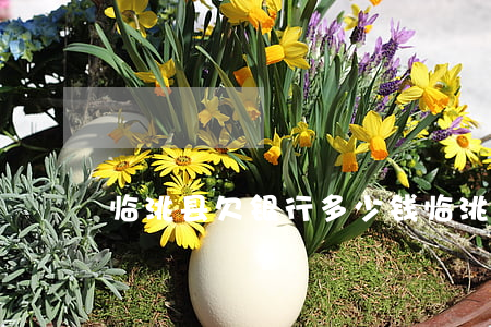 临洮县欠银行多少钱(临洮县欠银行多少钱)