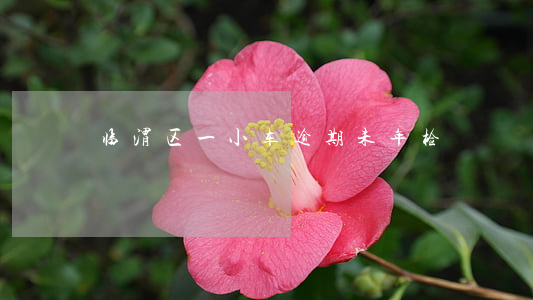 临渭区一小车逾期未年检