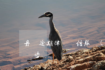 丹陽逾期律師誠信服務(wù)(丹陽律師在線咨詢)