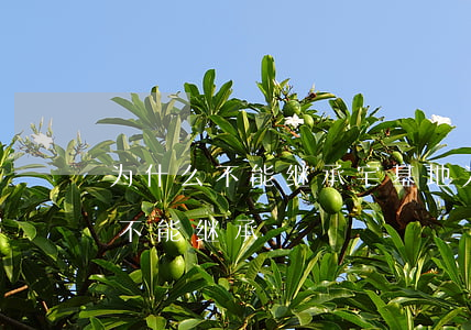 为什么不能继承宅基地(为什么宅基地使用权不能继承)
