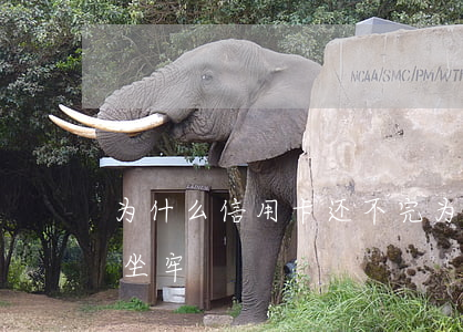 为什么信用卡还不完(为什么信用卡还不上会坐牢)