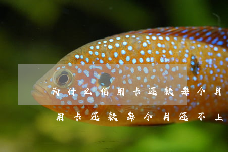 为什么信用卡还款每个月还不上-为什么信用卡还款每个月还不上呢