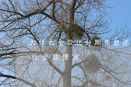 为什么全款比分期免息还贵(为什么分期免息比全款便宜)