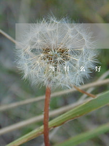 为什么好多人从捷信贷款(捷信贷款可靠吗)