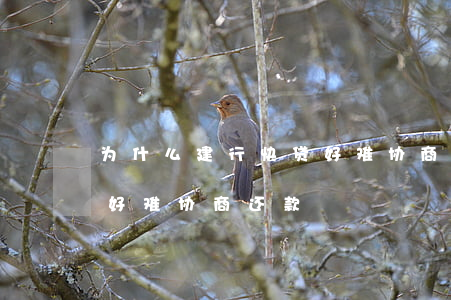 为什么建行快贷好难协商-为什么建行快贷好难协商还款