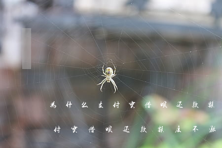 为什么支付宝借呗还款额度不涨-为什么支付宝借呗还款额度不涨了