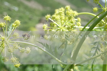 为什么逾期还能办信用卡(逾期了还能不能办信用卡)