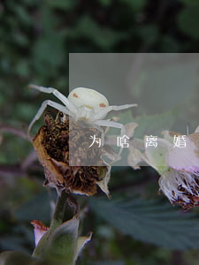 为啥离婚要有冷静期(离婚会有冷静期吗)