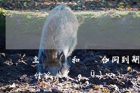 主動辭職和勞動合同到期不續(xù)簽有什么區(qū)別