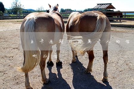 主卡逾期对附属卡人的信用影响吗(附属卡影响征信)