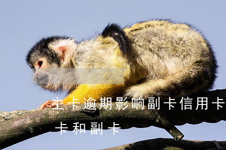 主卡逾期影响副卡信用卡 为什么信用卡有主卡和副卡