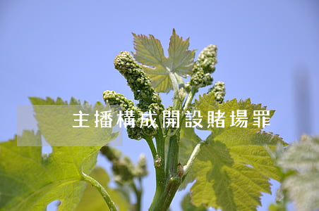 主播構成開設賭場罪