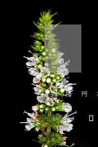 主播阿冷欠網(wǎng)貸(主播阿冷欠網(wǎng)貸)