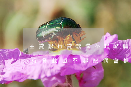 主貸銀行貸款還不起配偶會擔責嗎-主貸銀行貸款還不起配偶會擔責嗎知乎