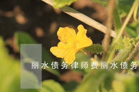 丽水债务律师费 丽水债务律师费