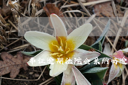 举证逾期法院会采纳吗(逾期举证的法律后果)