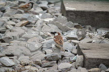 久欠信用卡的后果怎樣(欠信用卡一直不還有什么后果)