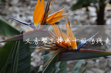 义务帮工摔成十级伤残，责任谁担？