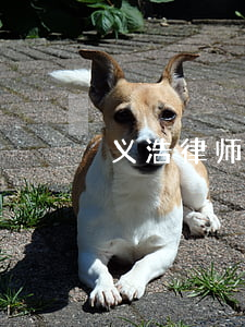 义浩律师事(义浩律师事务所发短信)