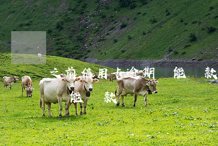 之前信用卡逾期還能貸款嗎(之前信用卡逾期還能貸款嗎)