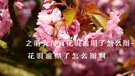 之前支付寶花唄逾期了怎么辦-之前支付寶花唄逾期了怎么辦啊