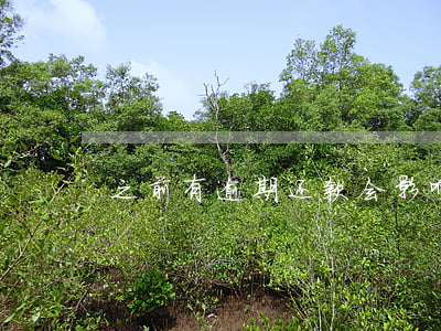 之前有逾期还款会影响分期乐么-