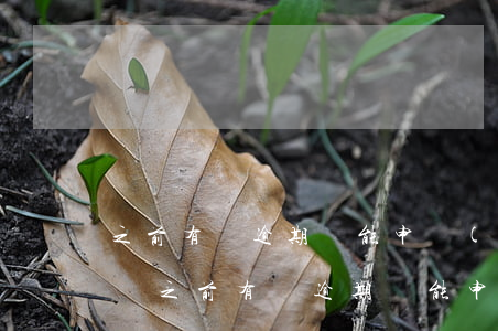 之前有過逾期還能申請(qǐng)信用卡嗎 之前有過逾期還能申請(qǐng)信用卡嗎嗎