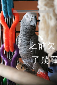 之前欠了幾萬網貸逾期了后面還了-之前欠了幾萬網貸逾期了后面還了會怎么樣
