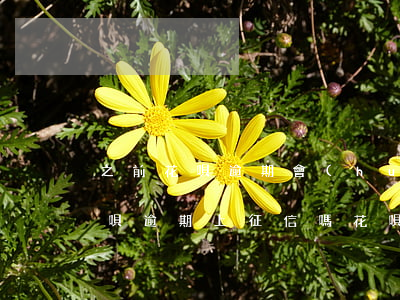 之前花唄逾期會(huì)上征信嗎(花唄借唄逾期上征信嗎?花唄逾期有什么后果)