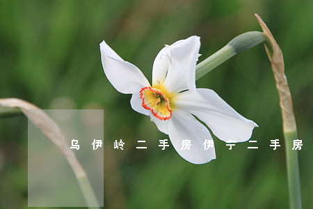 乌伊岭二手房(伊宁二手房最新房源58)