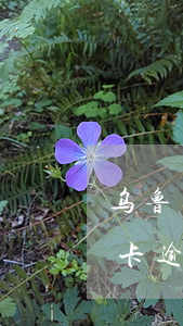 乌鲁木齐信用卡逾期客服招聘(乌鲁木齐信用卡逾期客服招聘)