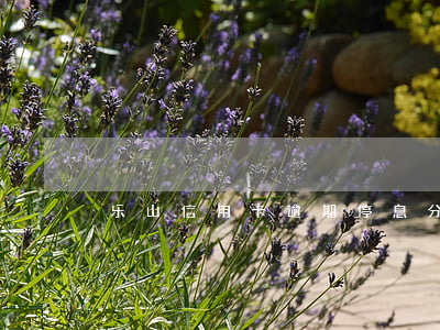 乐山信用卡逾期停息分期怎么协商