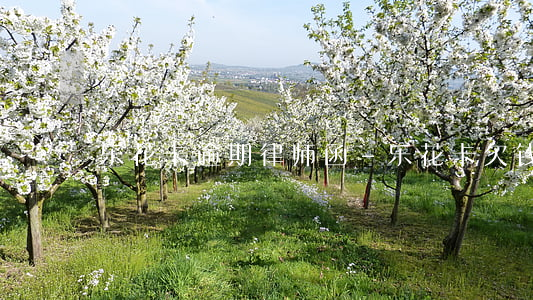 乐花卡逾期律师函-乐花卡欠钱不还