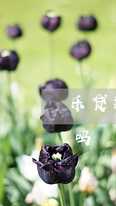 乐贷款逾期还了还能贷吗(乐贷款现在还能用吗)