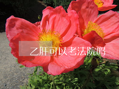 乙肝可以考法院吗