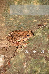 九个月逾期贷款 有九次逾期能贷款吗