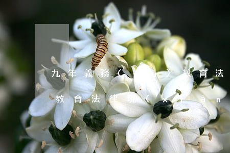 九年義務(wù)教育法(九年義務(wù)教育法律現(xiàn)在還在嗎)
