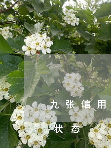 九张信用卡逾期(信用卡5年内有9个月逾期状态)