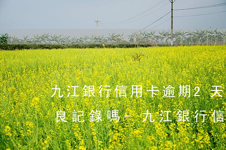 九江銀行信用卡逾期2天會(huì)有不良記錄嗎-九江銀行信用卡逾期2天會(huì)有不良記錄嗎