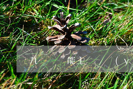 九級傷殘能主張贍養(yǎng)費嗎