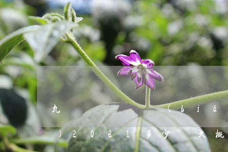 九級傷殘賠償標(biāo)準(zhǔn)2021多少錢大概(九級傷殘賠償標(biāo)準(zhǔn)2021多少錢大概)