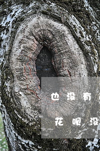 也没有逾期为什么支付宝花呗停用了（支付宝花呗没有逾期被关闭了）