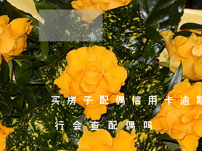 买房子配偶信用卡逾期能买吗（信用卡逾期银行会查配偶吗）
