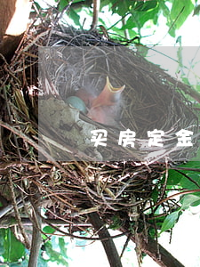 买房定金与订金的区别是怎样的