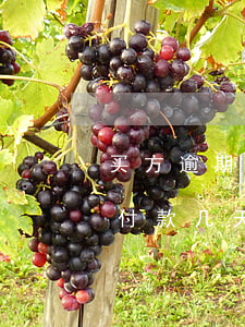 买方逾期付款几天可以终止合同-买方逾期付款几天可以终止合同吗